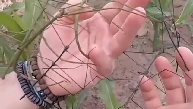 In case of danger, the stick insect runs away, leaving its leg to the predator.