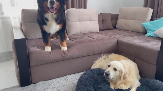 Golden Retriever and Bernese Mountain Dog Shocked by a Kitten occupying dog bed!