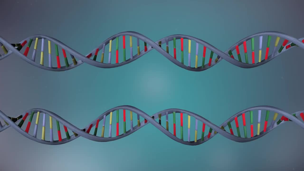 DNA replication - 3D