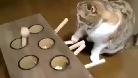 Funny cats are entertaining themselves