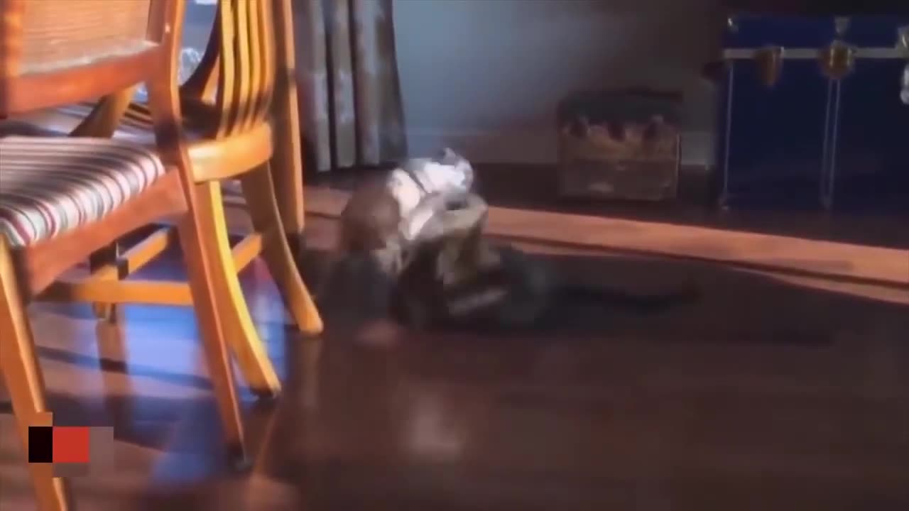 The Ultimate Compilation of Cats Attacking Dogs!