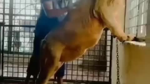 The behavior of wild animals that make you happy and excited