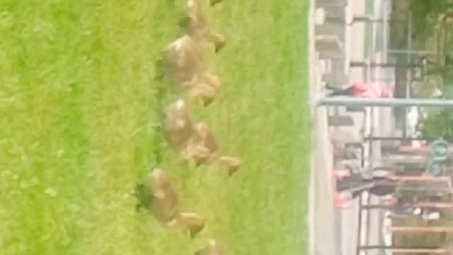 Baby ducks at science world