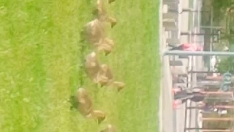 Baby ducks at science world