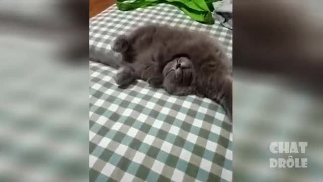 Try Not To Laugh 😹 Laughing Cat Video 😹