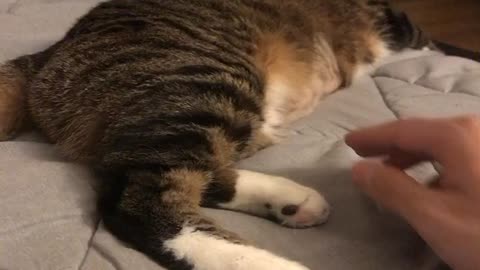 I was confused while trying to touch a cat's paw