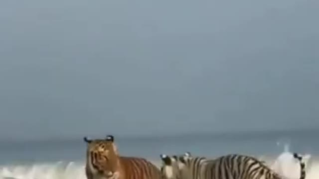 Tigers Having A Romantic Beach Date