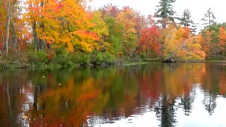 River Foliage