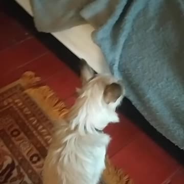 Who's sleeping in my bed?! Luna is looking for Nobel!