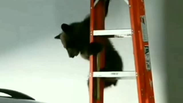 Funny Bear Rescue