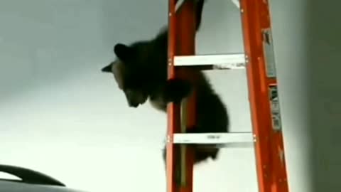 Funny Bear Rescue