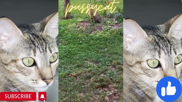 Fun| PUMA 2022| #FunnyCo| Funny Animal