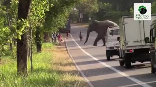 Sri lankan elephants🐘🐘🐘🐘🐘