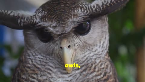 10 Fascinating Facts about Owls you didn't know