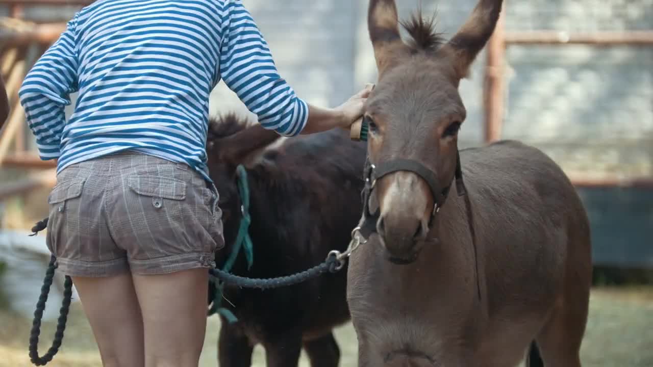 A woman shakes the dirt off the donkey in the stables