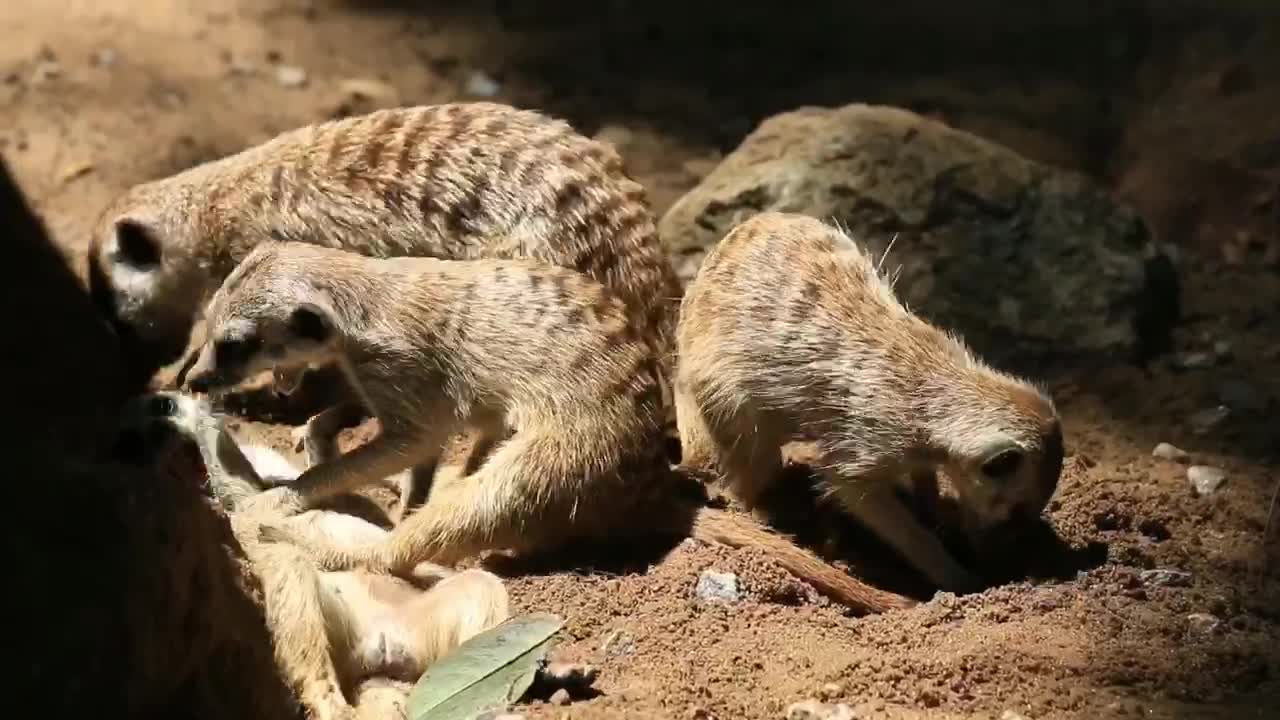 Animal Meerkats enjoy their family time in a burrow