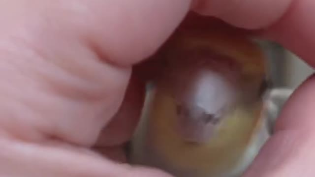 How to beep in your hooman hands