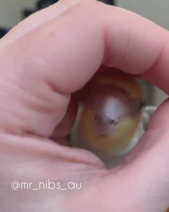 How to beep in your hooman hands