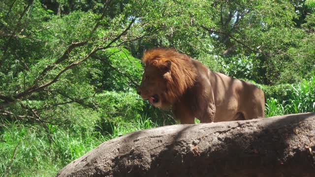 león cerca distancia