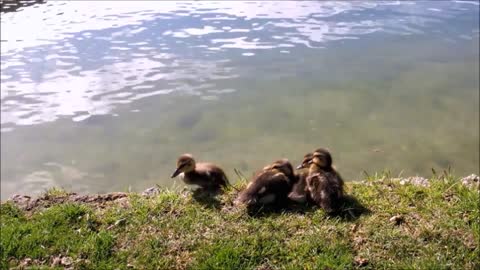 Duck babies, duck, pets