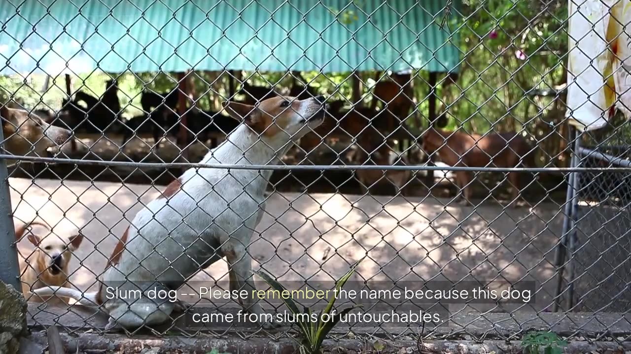 Shocking and unjustifiable: Slums dog go back to slums