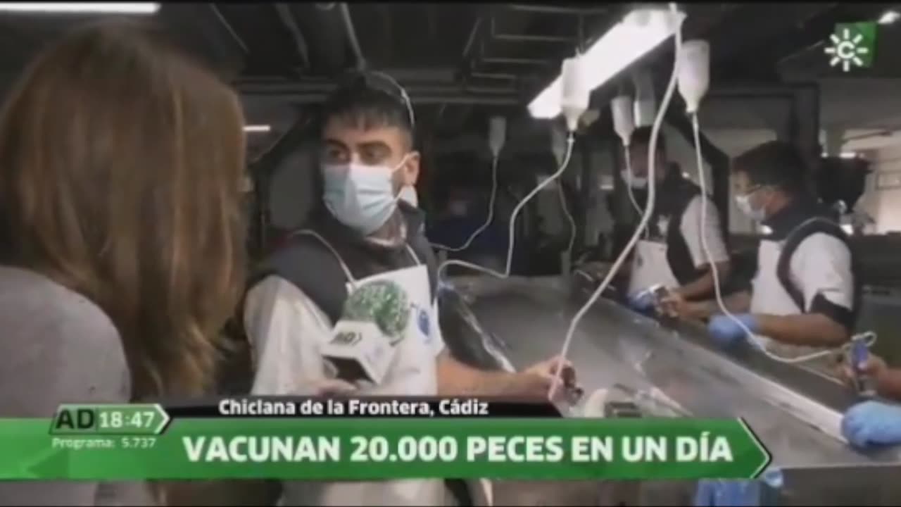 Vaccinating 20,000 Fish A Day In Spain