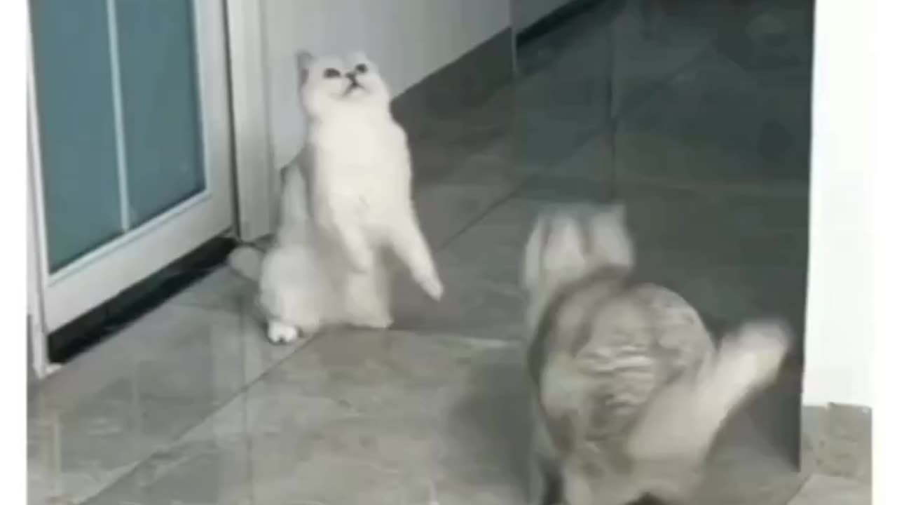 Funny and Cute Cats Videos #417