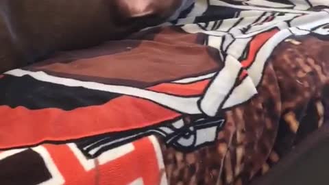Brown dog sleeping on black and orange couch