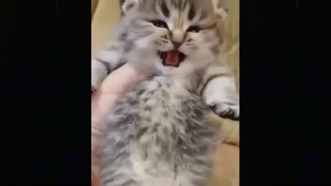 Cute baby cats🐈