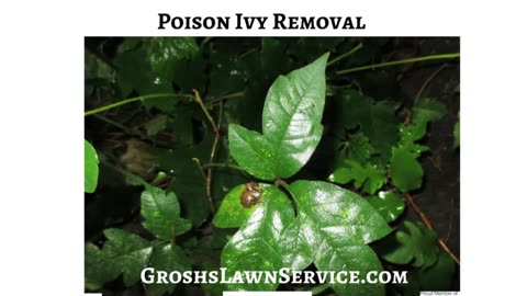 Poison Ivy Williamsport Maryland Landscape Contractor