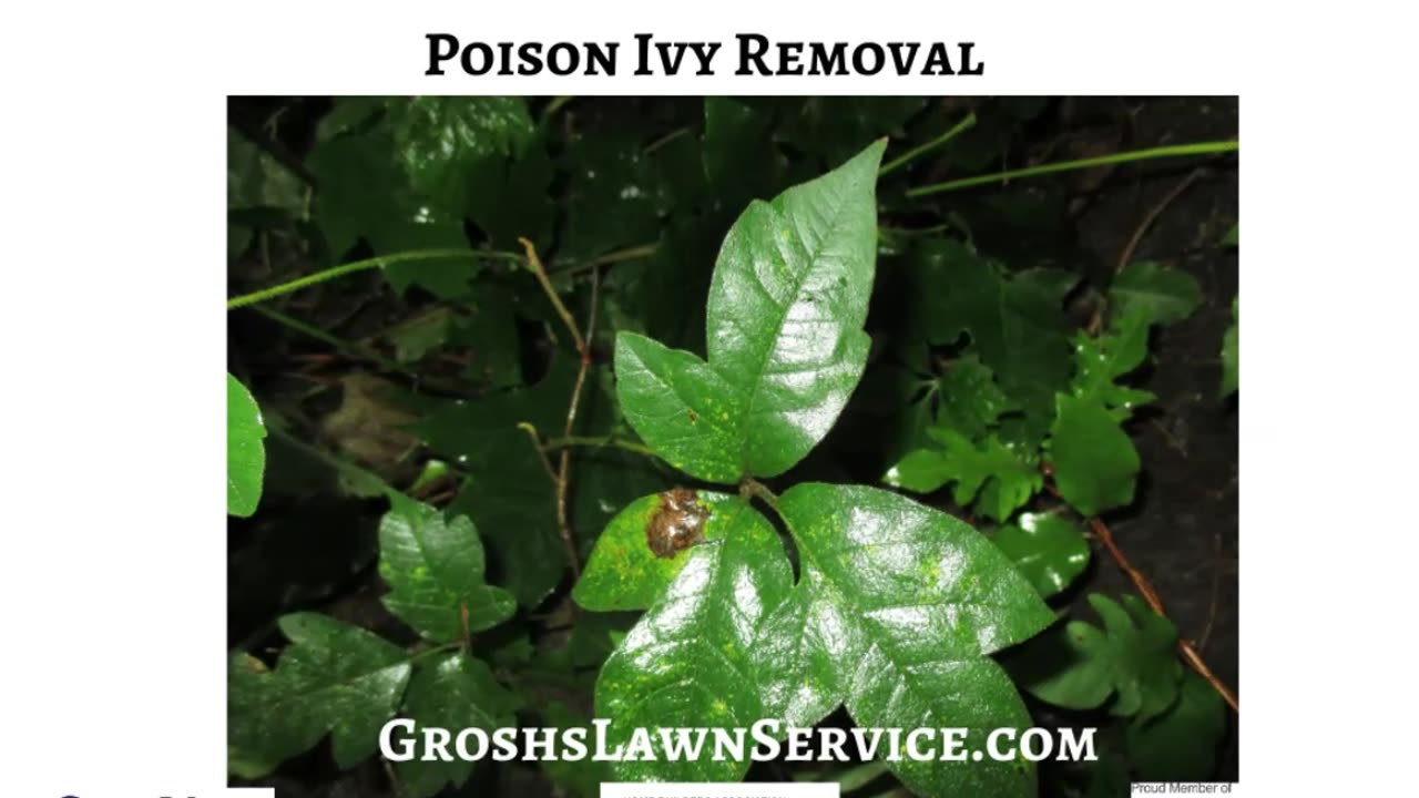 Poison Ivy Williamsport Maryland Landscape Contractor
