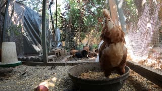 Backyard Chickens Relaxing Video Sounds Noises Hens Roosters!