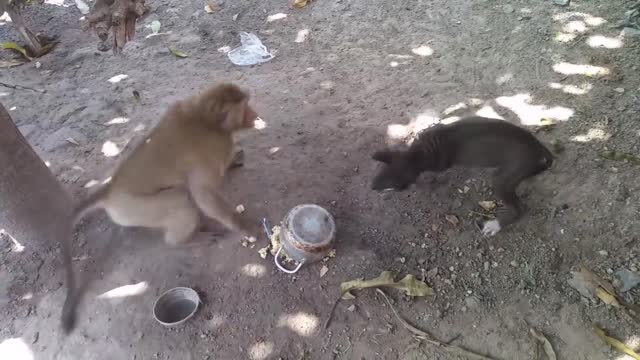 monkey and dog fight!