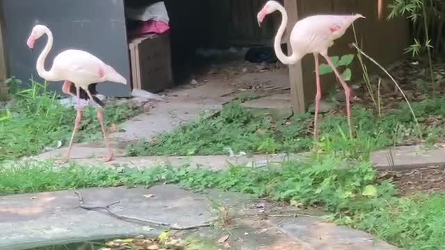 Flamingo