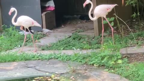 Flamingo