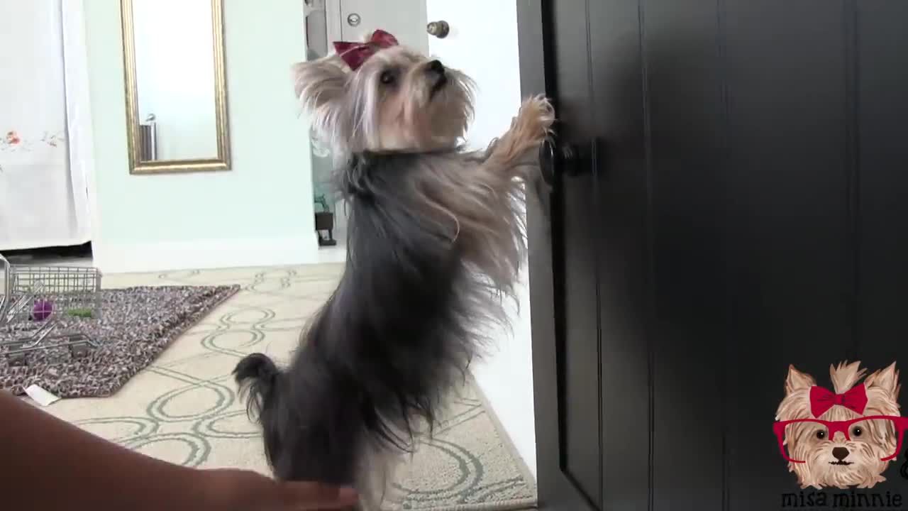 yorkie puppies video