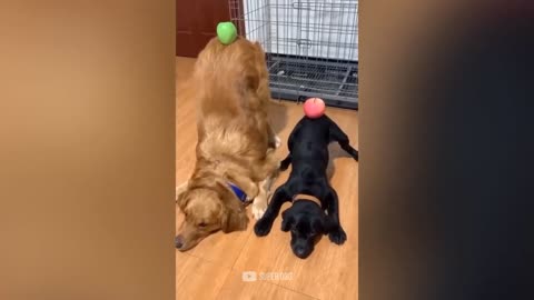 Fany video dog doing Yoga