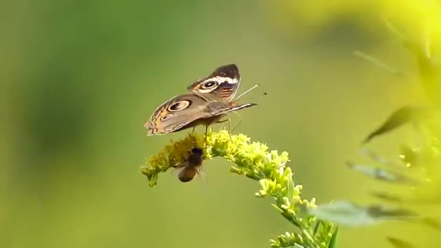 Buckeye Butterfly