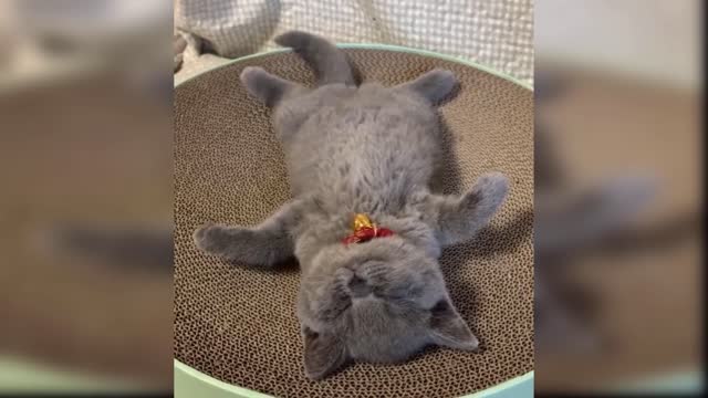 Cute and Funny Cat Compilation 2021