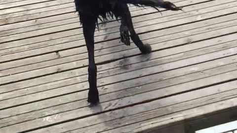 Black dog runs on dock and jumps in the water