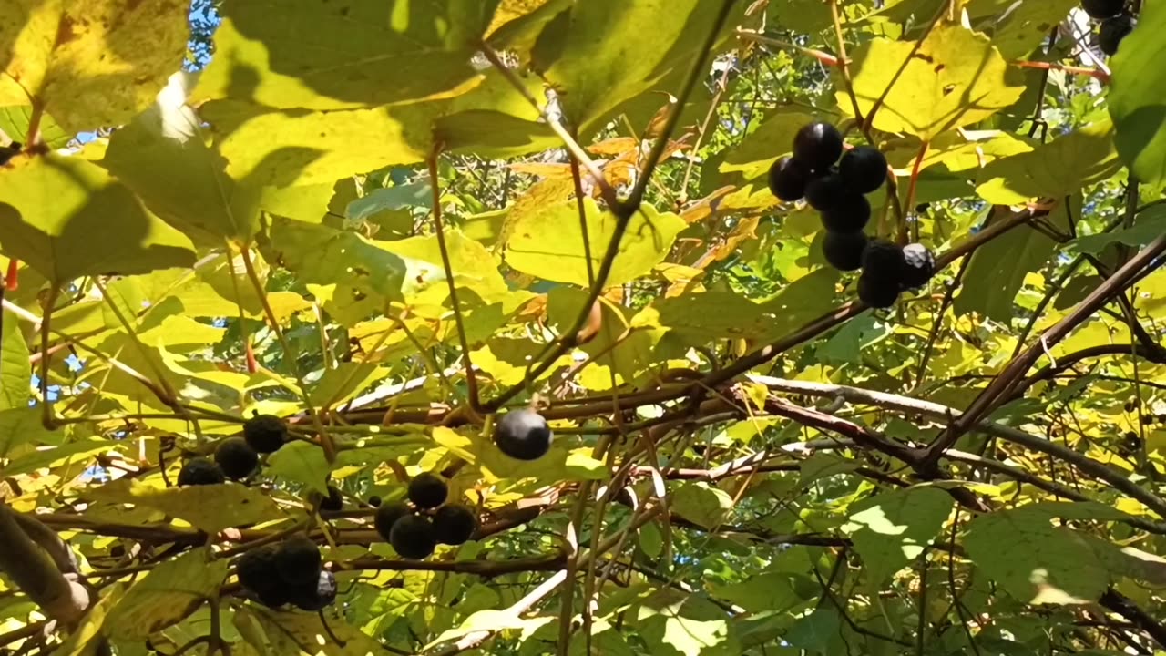 Fox Grapes