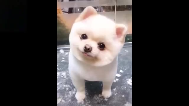 Amazing pet video