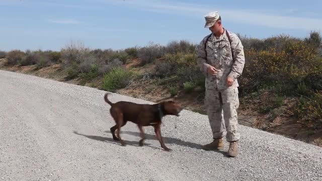 Army dog training video this is interesting video
