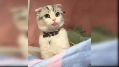 Mama cat playing with cute cat