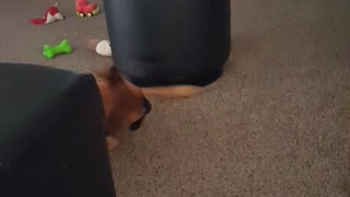 Dog Uses Ottoman as Giant Spinning Top
