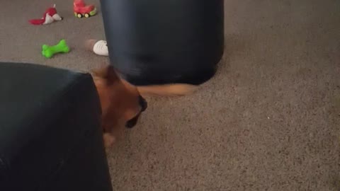 Dog Uses Ottoman as Giant Spinning Top