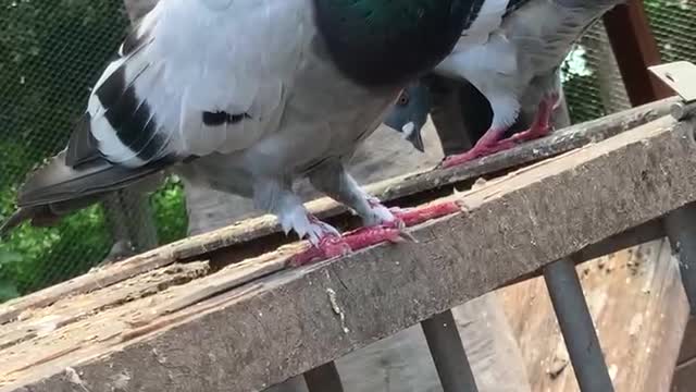 Pigeons looking for food