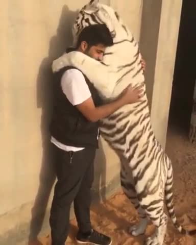 Tigre blanco besa y abraza a su cuidador
