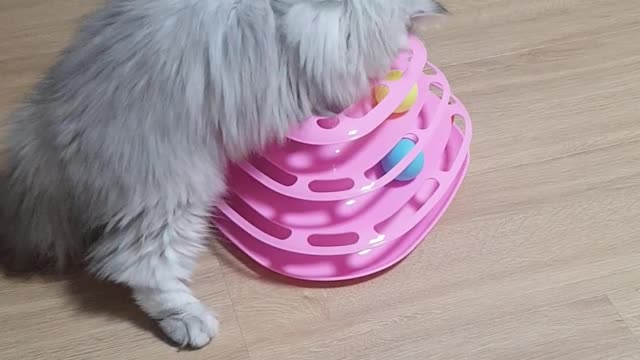 Persian Cat Playing With Toy