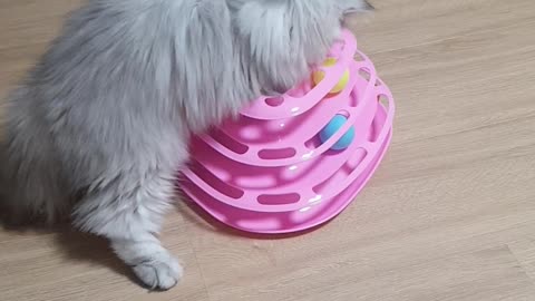 Persian Cat Playing With Toy